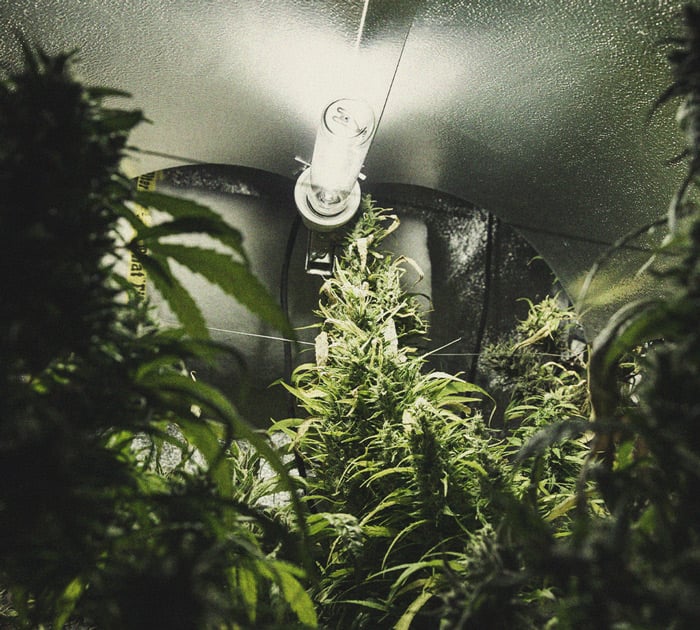Identificación y tratamiento de las enfermedades más comunes del cannabis Identificación y tratamiento de las enfermedades más comunes del cannabis