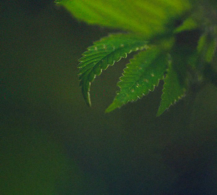 Identificación y tratamiento de las enfermedades más comunes del cannabis Identificación y tratamiento de las enfermedades más comunes del cannabis