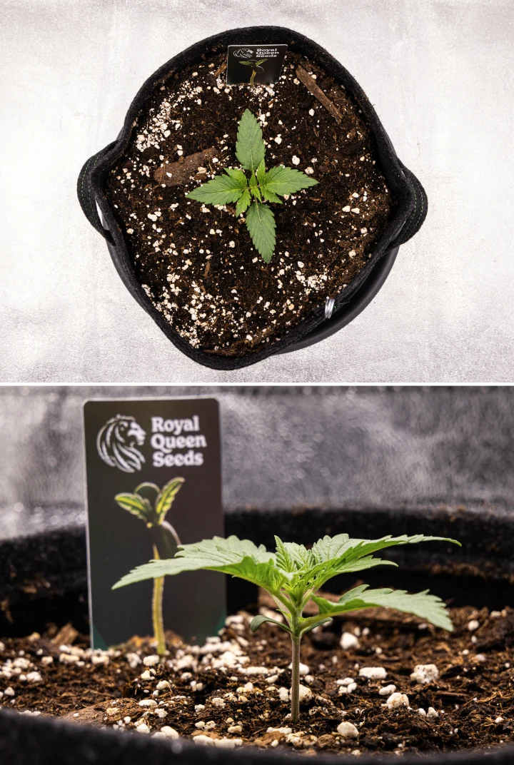 Grow report Atlas F1: tydzień 1, etap sadzonki Sadzonka konopi Atlas F1 rosnąca w donicy materiałowej w 1. tygodniu grow reportu, pokazująca wczesny rozwój liści, zdrowe podłoże, perlit i etykietę Royal Queen Seeds.