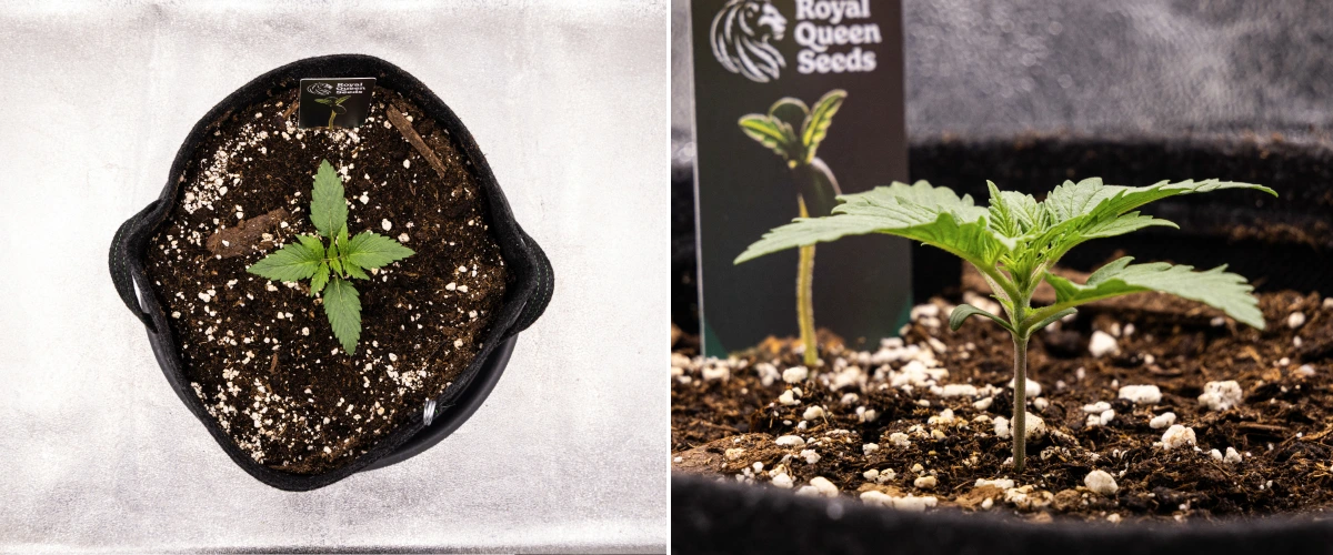 Grow report Atlas F1: tydzień 1, etap sadzonki Sadzonka konopi Atlas F1 rosnąca w donicy materiałowej w 1. tygodniu grow reportu, pokazująca wczesny rozwój liści, zdrowe podłoże, perlit i etykietę Royal Queen Seeds.