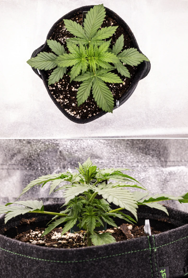 Grow report Atlas F1: tydzień 2, wzrost wegetatywny Roślina konopi Atlas F1 rosnąca w donicy materiałowej w 2. tygodniu grow reportu, pokazująca zdrowy wzrost wegetatywny, szerokie zielone liście, podłoże z perlitem i zwartą strukturę rośliny.