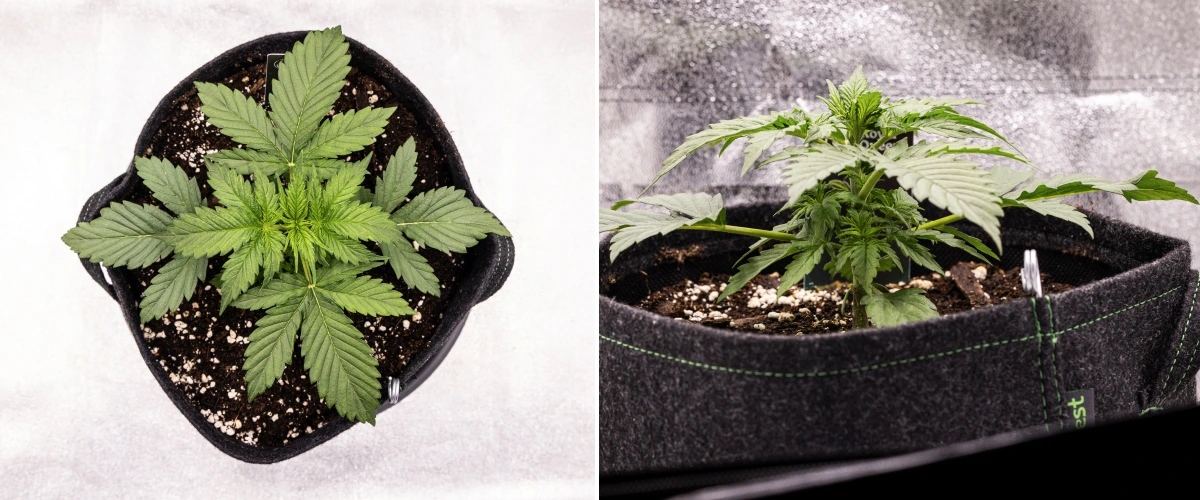 Grow report Atlas F1: tydzień 2, wzrost wegetatywny Roślina konopi Atlas F1 rosnąca w donicy materiałowej w 2. tygodniu grow reportu, pokazująca zdrowy wzrost wegetatywny, szerokie zielone liście, podłoże z perlitem i zwartą strukturę rośliny.