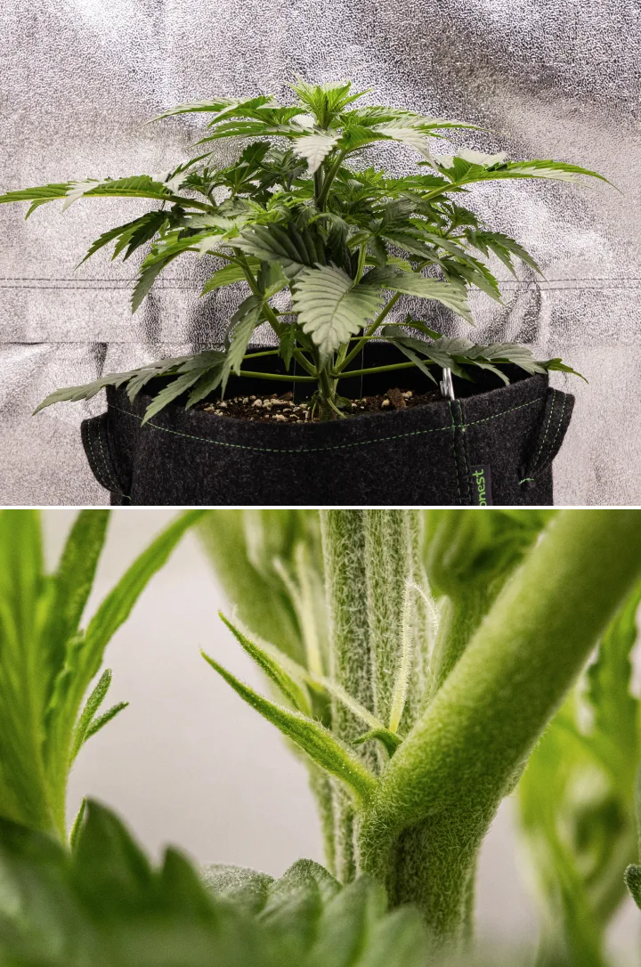Grow report Atlas F1: tydzień 3, wczesne kwitnienie Roślina konopi Atlas F1 rosnąca w donicy materiałowej w 3. tygodniu grow reportu, pokazująca zwarty wzrost, pierwsze oznaki kwitnienia, białe słupki i zdrowe zielone liście.