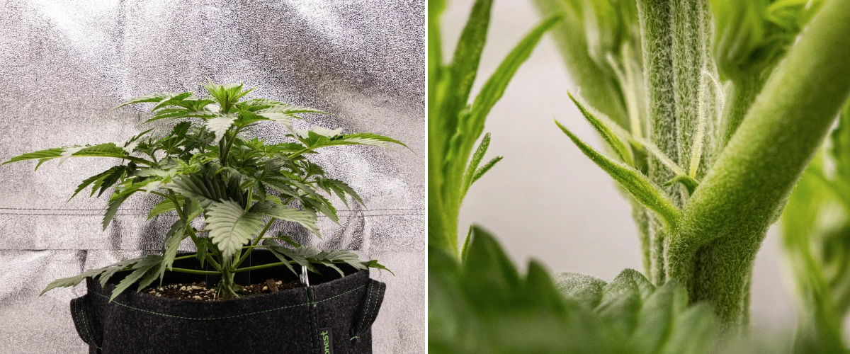 Grow report Atlas F1: tydzień 3, wczesne kwitnienie Roślina konopi Atlas F1 rosnąca w donicy materiałowej w 3. tygodniu grow reportu, pokazująca zwarty wzrost, pierwsze oznaki kwitnienia, białe słupki i zdrowe zielone liście.