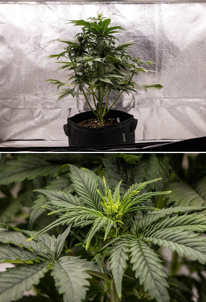 Grow report Atlas F1: tydzień 4, stretch kwitnienia Roślina konopi Atlas F1 rosnąca w donicy materiałowej w 4. tygodniu grow reportu, pokazująca silny wzrost pionowy, wczesne tworzenie kwiatów, zdrowe zielone liście i widoczne miejsca kwitnienia.