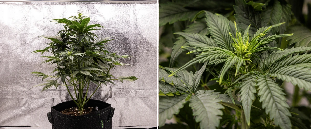 Grow report Atlas F1: tydzień 4, stretch kwitnienia Roślina konopi Atlas F1 rosnąca w donicy materiałowej w 4. tygodniu grow reportu, pokazująca silny wzrost pionowy, wczesne tworzenie kwiatów, zdrowe zielone liście i widoczne miejsca kwitnienia.