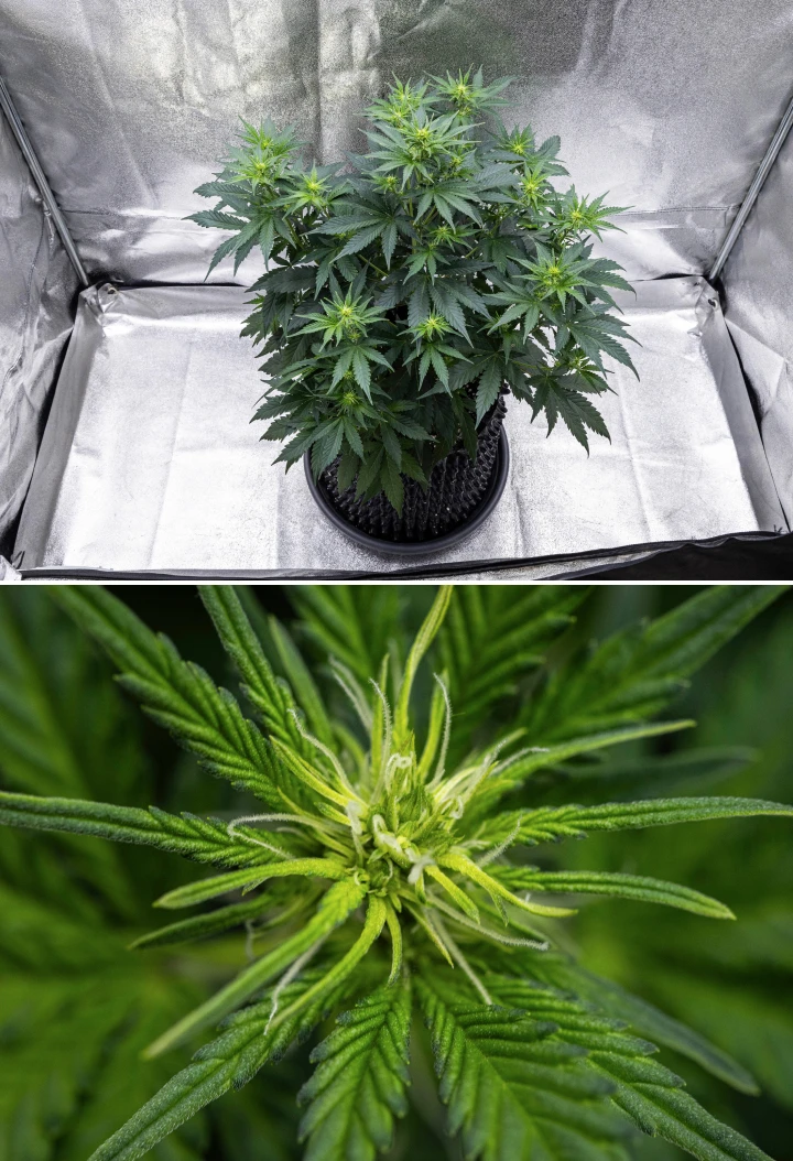 Grow report Atlas F1: tydzień 5, rozwój kwiatów Roślina konopi Atlas F1 rosnąca w donicy materiałowej w 5. tygodniu grow reportu, pokazująca liczne miejsca kwitnienia, rozwijające się kwiaty, białe słupki i zdrowe zielone liście.