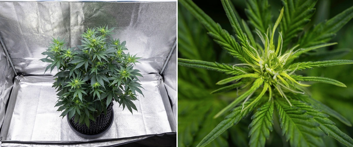 Grow report Atlas F1: tydzień 5, rozwój kwiatów Roślina konopi Atlas F1 rosnąca w donicy materiałowej w 5. tygodniu grow reportu, pokazująca liczne miejsca kwitnienia, rozwijające się kwiaty, białe słupki i zdrowe zielone liście.