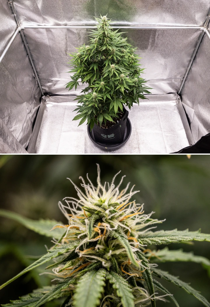 Grow report Atlas F1: tydzień 6, żywiczne kwiaty Roślina konopi Atlas F1 rosnąca w donicy materiałowej w 6. tygodniu grow reportu, pokazująca gęsty rozwój kwiatów, białe i pomarańczowe słupki, żywiczne trichomy oraz zdrowy wzrost w fazie kwitnienia.