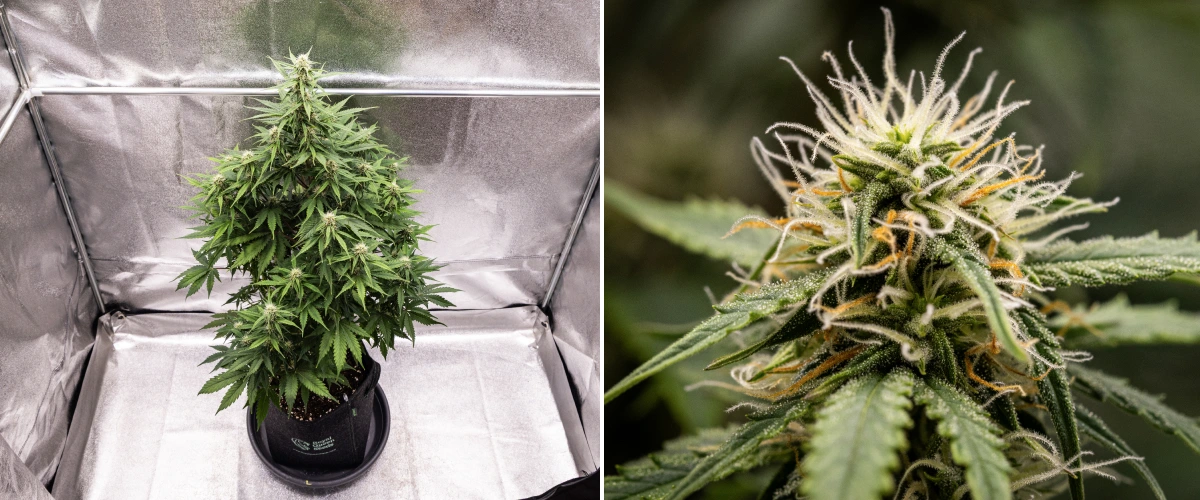 Grow report Atlas F1: tydzień 6, żywiczne kwiaty Roślina konopi Atlas F1 rosnąca w donicy materiałowej w 6. tygodniu grow reportu, pokazująca gęsty rozwój kwiatów, białe i pomarańczowe słupki, żywiczne trichomy oraz zdrowy wzrost w fazie kwitnienia.