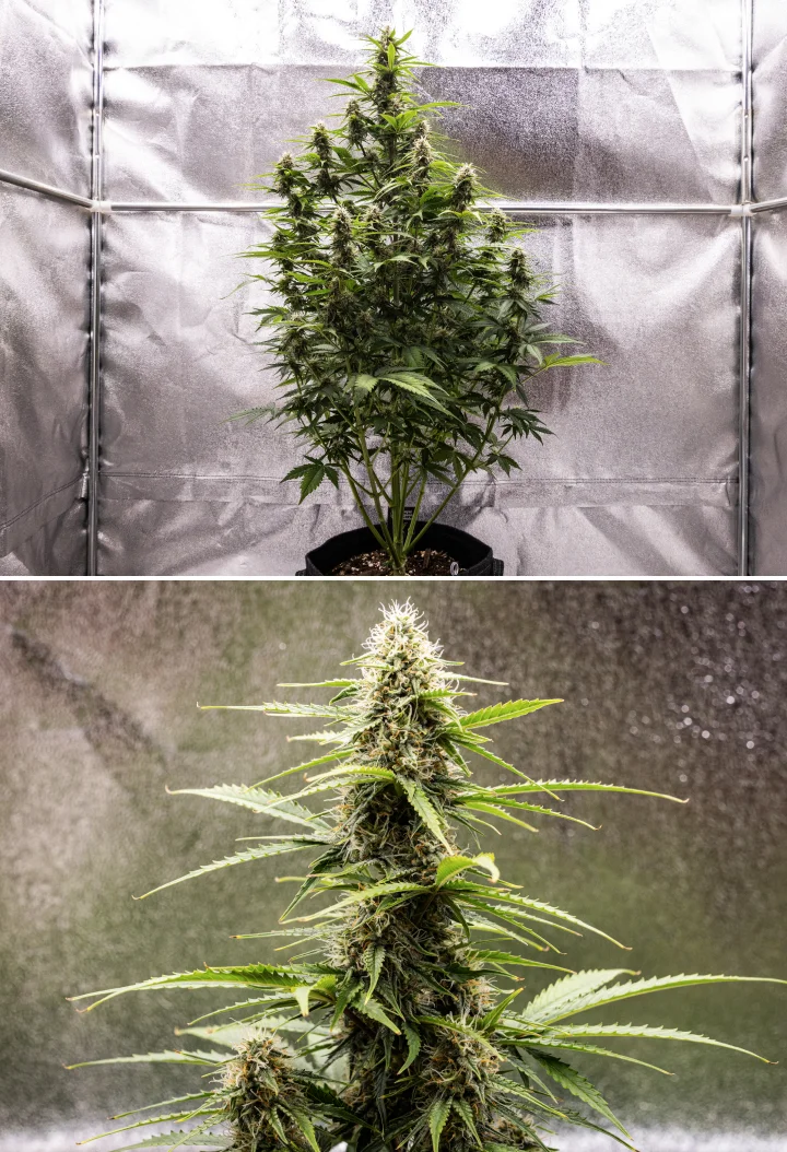 Grow report Atlas F1: tydzień 7, dojrzałe kwiaty Roślina konopi Atlas F1 rosnąca w donicy materiałowej w 7. tygodniu grow reportu, pokazująca rozwój dojrzałych kwiatów, żywiczne kwiaty, pomarańczowe słupki i wysoką centralną colę.