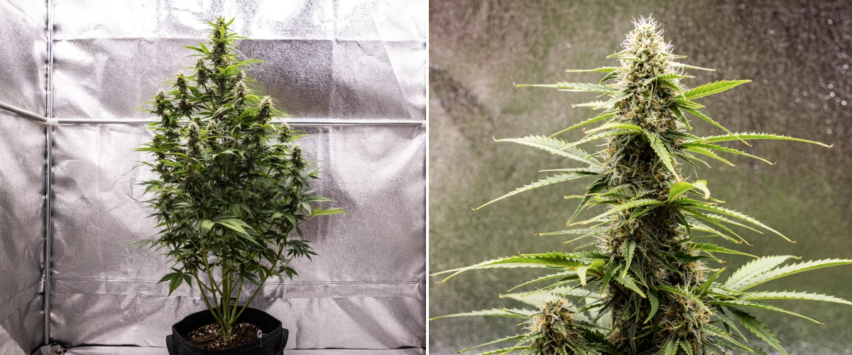 Grow report Atlas F1: tydzień 7, dojrzałe kwiaty Roślina konopi Atlas F1 rosnąca w donicy materiałowej w 7. tygodniu grow reportu, pokazująca rozwój dojrzałych kwiatów, żywiczne kwiaty, pomarańczowe słupki i wysoką centralną colę.