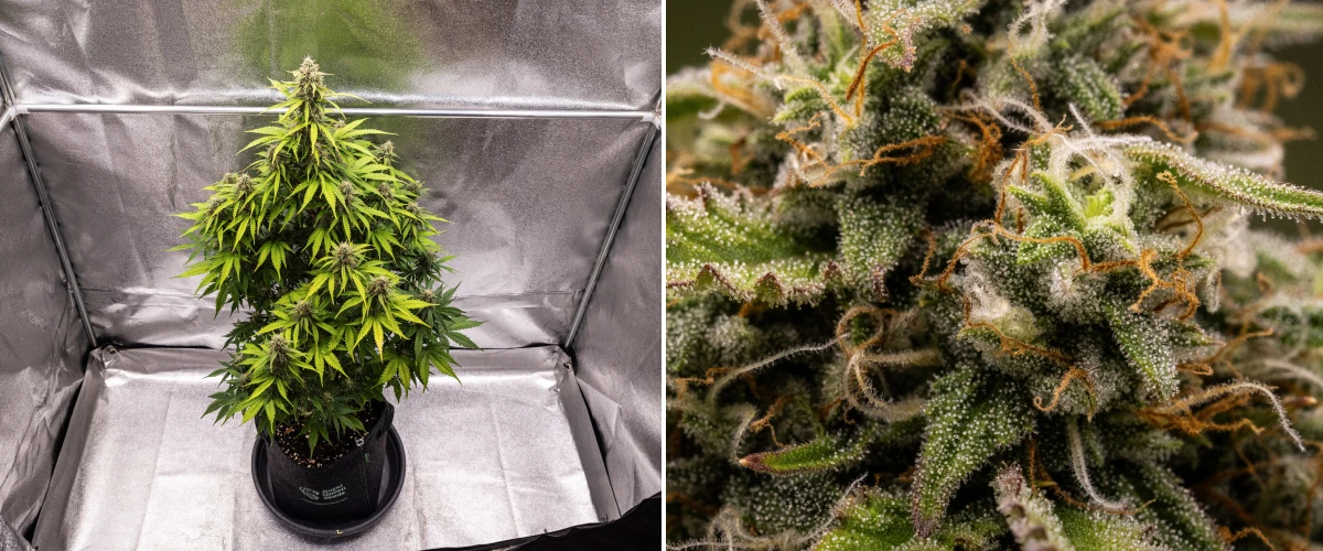 Grow report Atlas F1: tydzień 8, kwiaty gotowe do zbioru Roślina konopi Atlas F1 rosnąca w donicy materiałowej w 8. tygodniu grow reportu, pokazująca oszronione dojrzałe kwiaty, gęste pokrycie trichomami, pomarańczowe słupki i kwitnienie gotowe do zbioru.