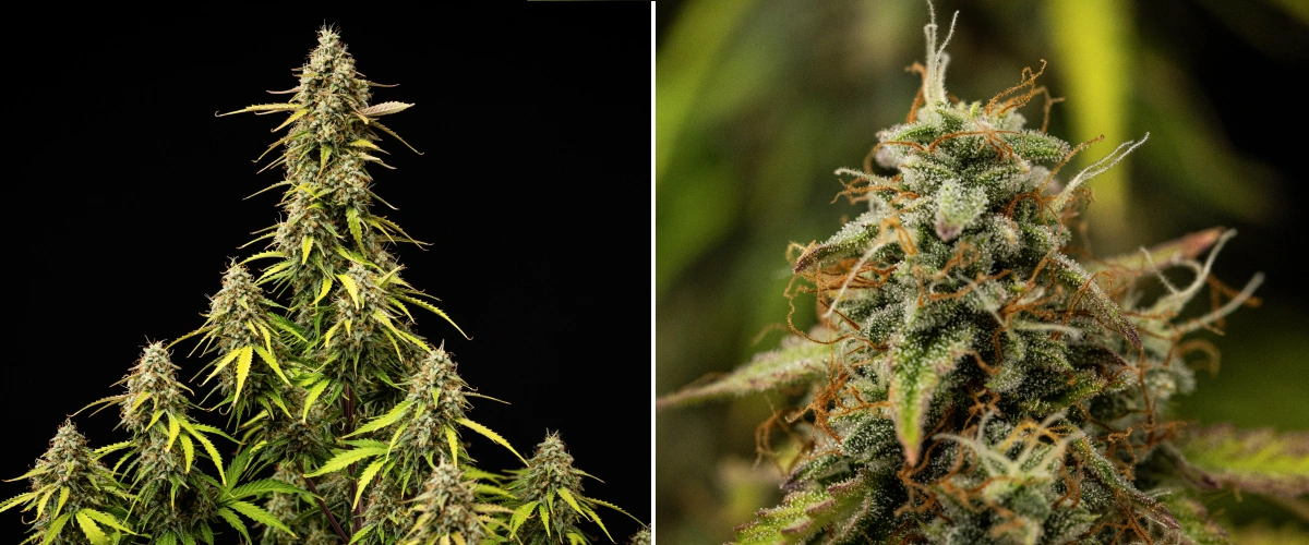 Grow report Atlas F1: tydzień 9, końcowe dojrzewanie Roślina konopi Atlas F1 w 9. tygodniu grow reportu, pokazująca w pełni dojrzałe kwiaty, gęste pokrycie trichomami, pomarańczowe słupki, blednące liście i dojrzały wzrost w fazie kwitnienia.