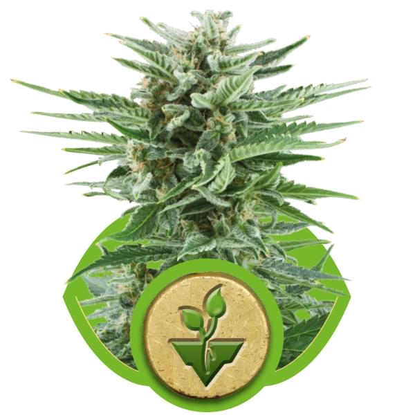 Easy Bud Autoflowering Cannabis Seeds