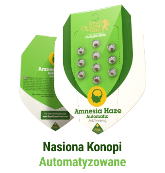 nasiona-konopy-automatyzowane