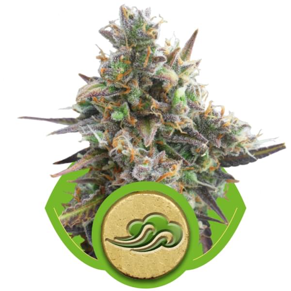 Royal Bluematic Autoflowering Cannabis Seeds