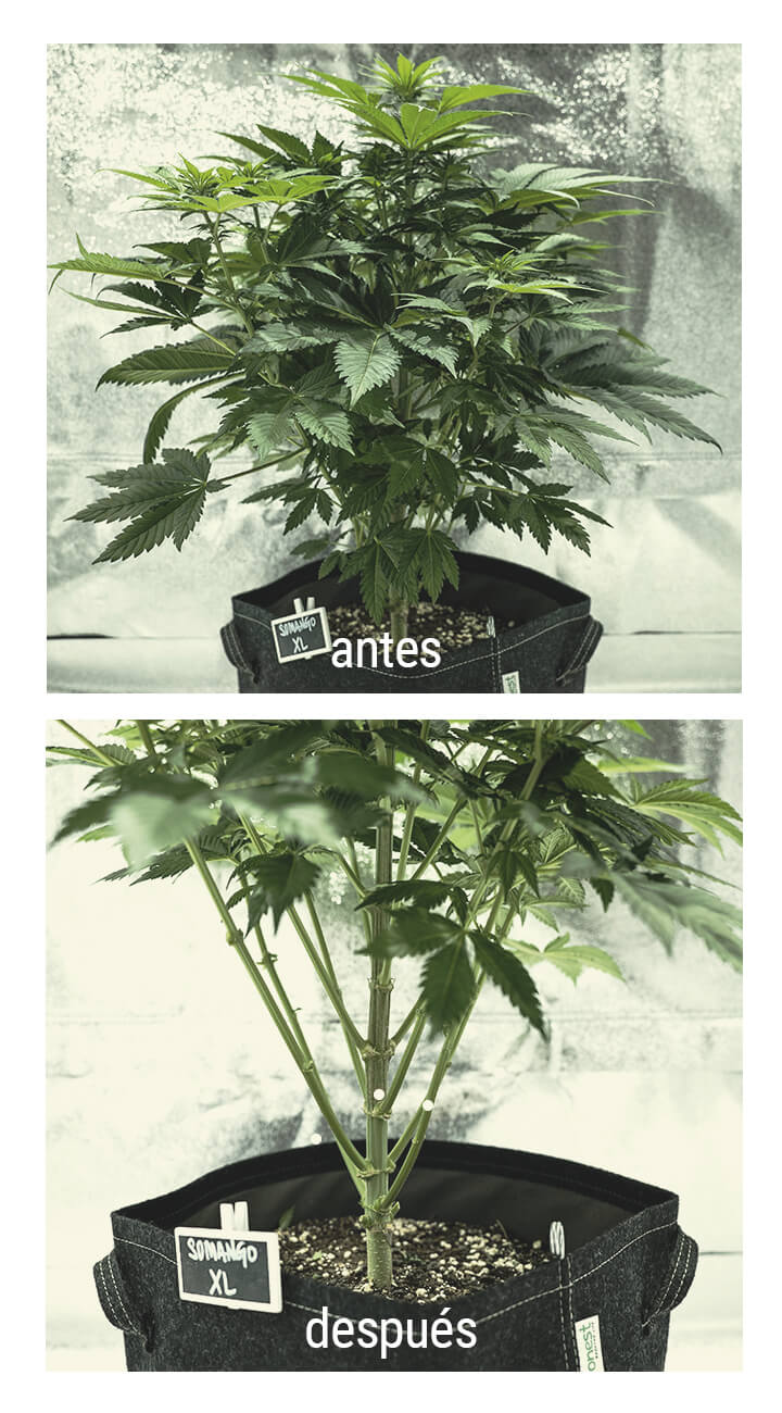 Lollipopping Planta Cannabis