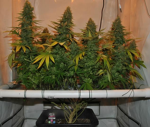 Amnesia Haze wzrasta wraz z Screen Of Green Method Scrog Amnesia Haze wzrasta wraz z Screen Of Green Method Scrog