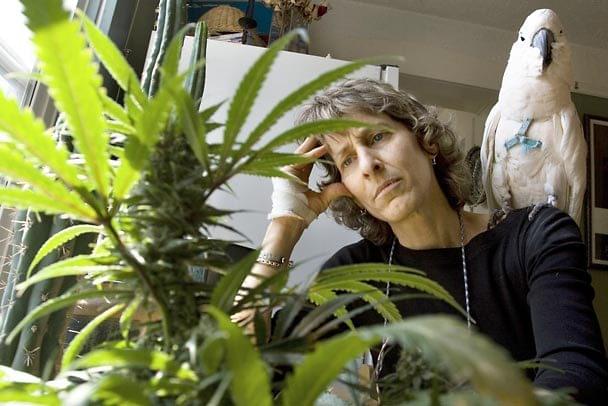 Cannabis do celów medycznych Cannabis do celów medycznych
