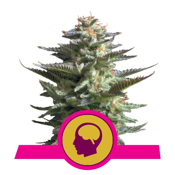Buy Feminized Amnesia Haze Cannabis
Buy Feminized Amnesia Haze Cannabis