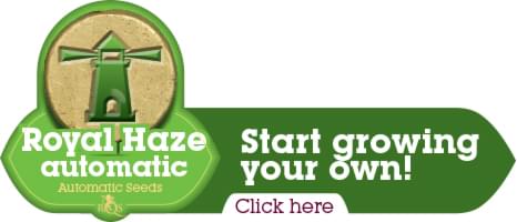 Royal Haze Automatic Autoflowering Marijuana Royal Haze Automatic Autoflowering Marijuana