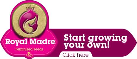 Royal Madre Feminized Cannabis Seeds Royal Madre Feminized Cannabis Seeds