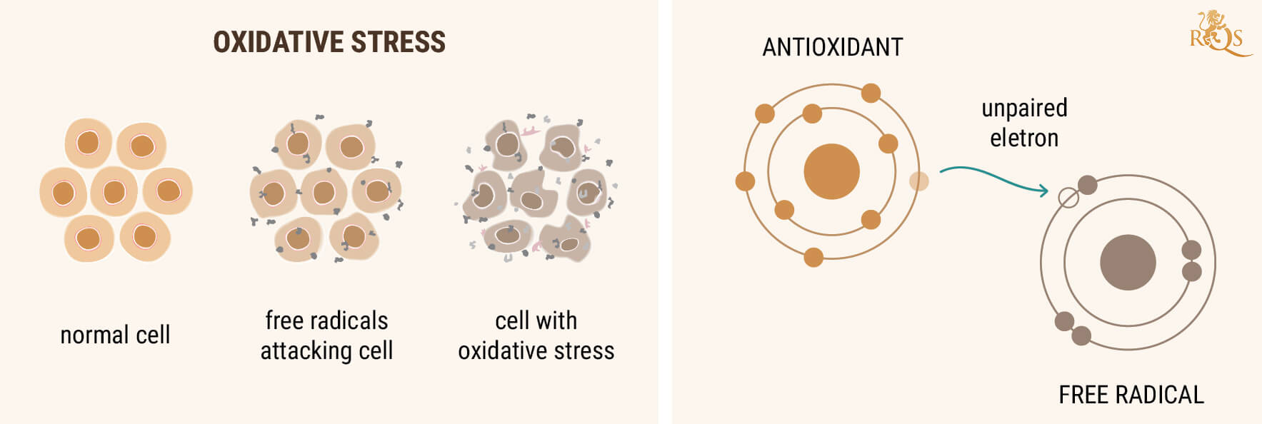 CBD Antioxidants