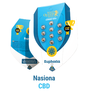 nasiona-konopy-cbd