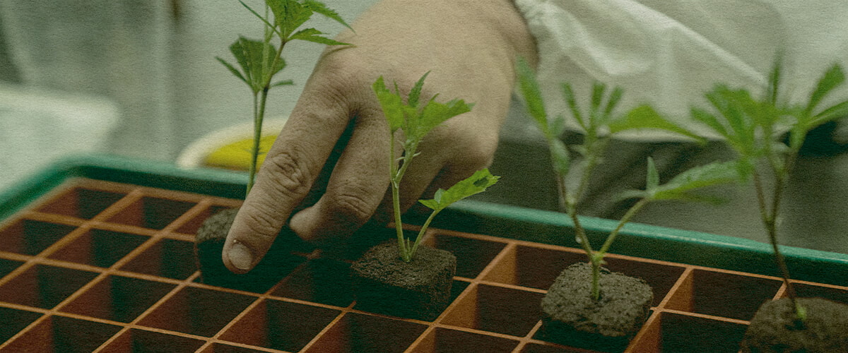 Oszczędzające Czas Klonowanie Konopi: Zdjęcie Tacki Ręka sadząca klony konopi w tacce z ziemią dla efektywnego wzrostu, pokazująca klonowanie oscom mostrando oszczędzające czas na zielonej tacce, idealna dla przewodników uprawy konopi.