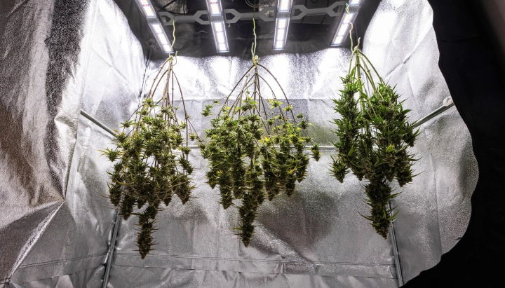 Rośliny konopi Cosmos F1 suszone w całości w growboxie po zbiorach, z dojrzałymi żywicznymi gałęziami wiszącymi w ciemności przed trymowaniem, curingiem i końcowymi wynikami plonu.