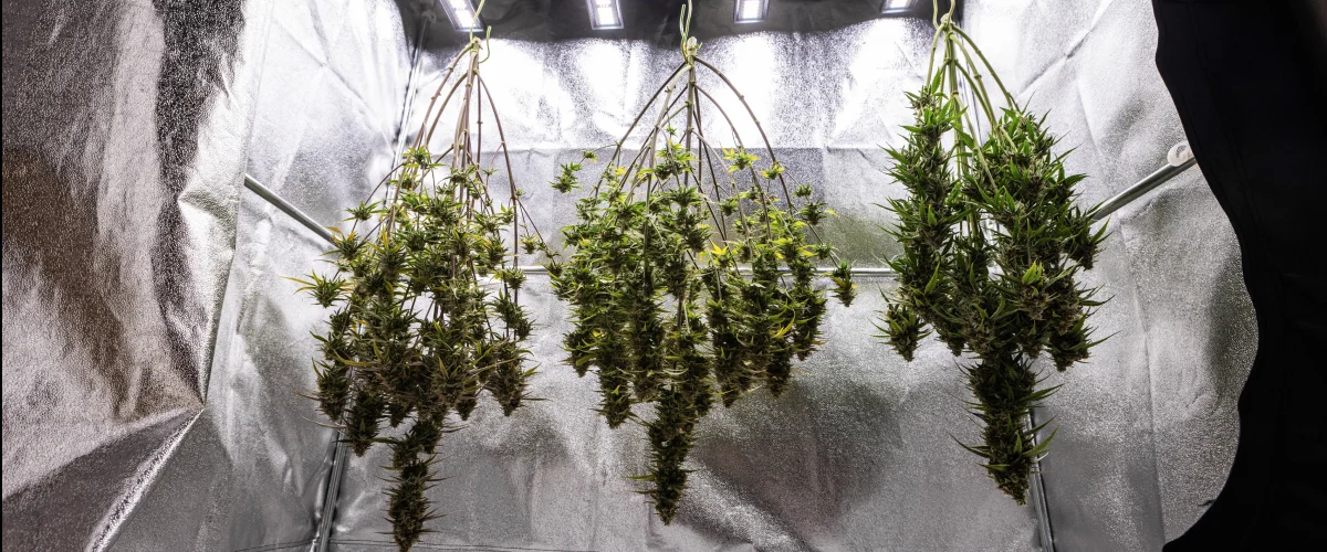 Rośliny konopi Cosmos F1 suszone w całości w growboxie po zbiorach, z dojrzałymi żywicznymi gałęziami wiszącymi w ciemności przed trymowaniem, curingiem i końcowymi wynikami plonu.