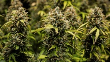 Dziennik uprawy Granddaddy Purple Auto: okładka zbiorów Zbliżenie pąków konopi Granddaddy Purple Auto, pokazujące gęste szczyty pokryte trichomami, pomarańczowe słupki, dojrzałe zielone kwiaty i oszronioną żywicę przed zbiorem.