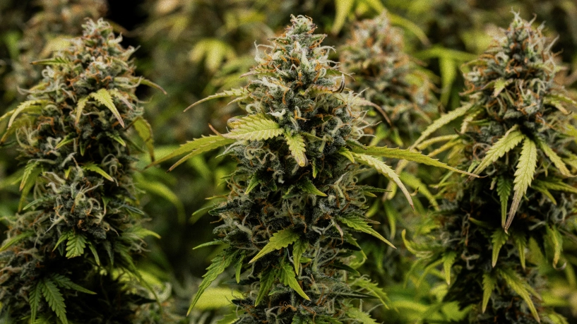 Dziennik uprawy Granddaddy Purple Auto: okładka zbiorów Zbliżenie pąków konopi Granddaddy Purple Auto, pokazujące gęste szczyty pokryte trichomami, pomarańczowe słupki, dojrzałe zielone kwiaty i oszronioną żywicę przed zbiorem.