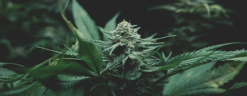 Uprawa cannabis: zrozumienie podstaw