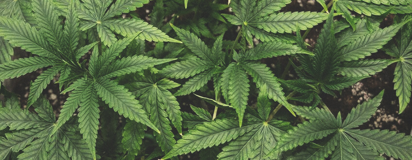 Jak uprawiać marihuanę w fazie wegetatywnej