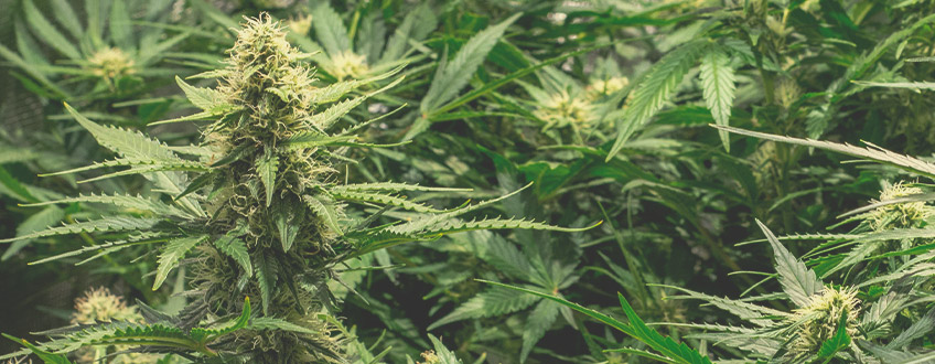 Jak uzyskać najwyższe plony uprawiając autokwitnące gatunki cannabis