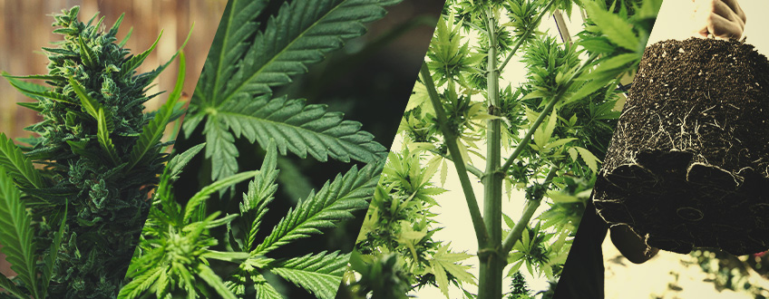 Anatomia rośliny cannabis: od korzeni po wierzchołek