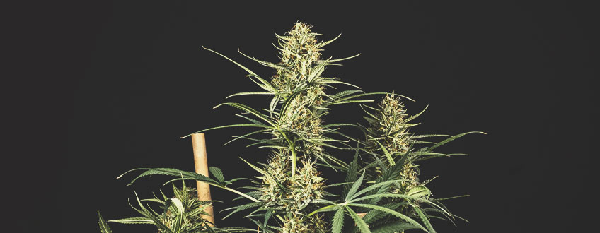 Najlepsze tanie nasiona marihuany od Royal Queen Seeds Najlepsze tanie nasiona marihuany od Royal Queen Seeds
