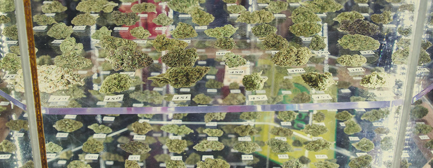 Odmiany RQS nagrodzone w pucharach cannabis