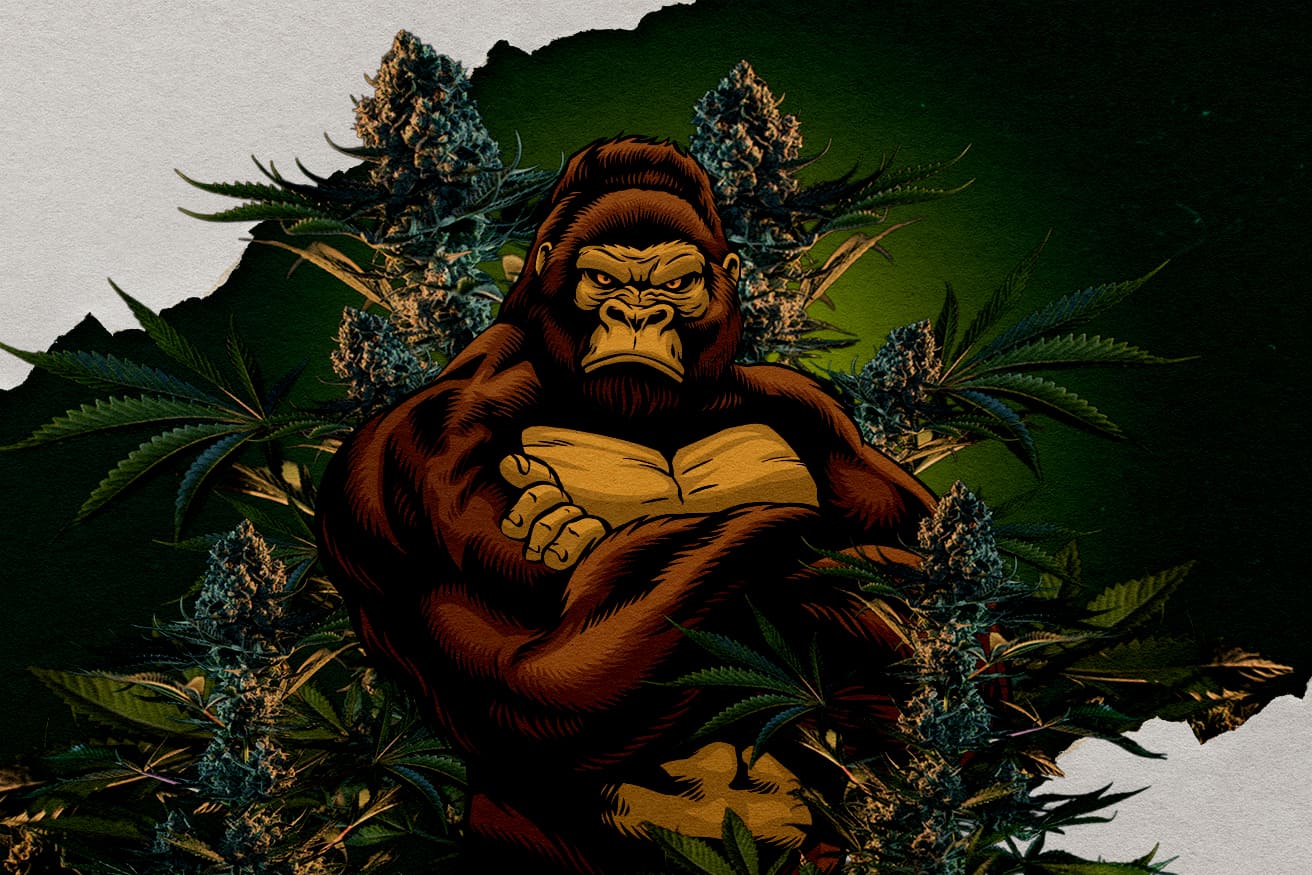 Odmiany Gorilla RQS: Która Jest Najsilniejsza? lustracja goryla otoczonego pąkami cannabis, reprezentująca odmiany Gorilla RQS, pytanie, która jest najsilniejsza.