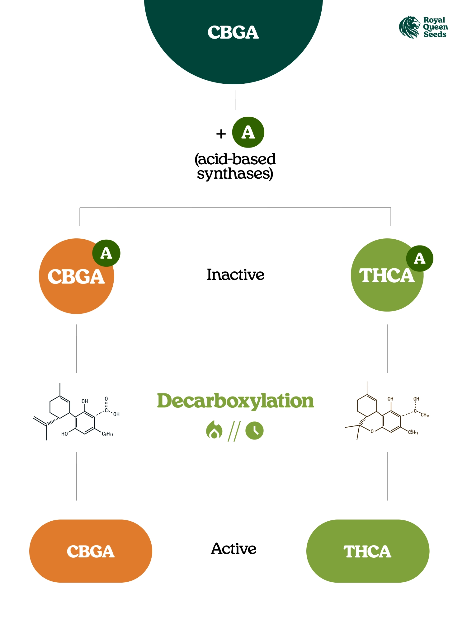 What Are Cannabinoid Acids? What Are Cannabinoid Acids?