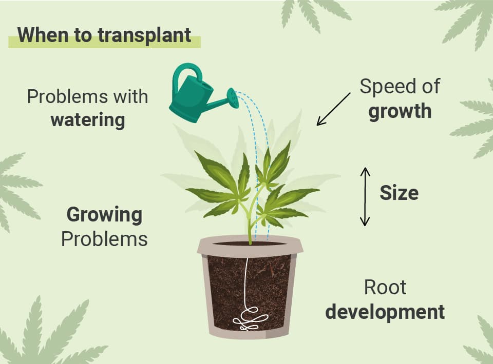 Kiedy przesadzać rośliny marihuany