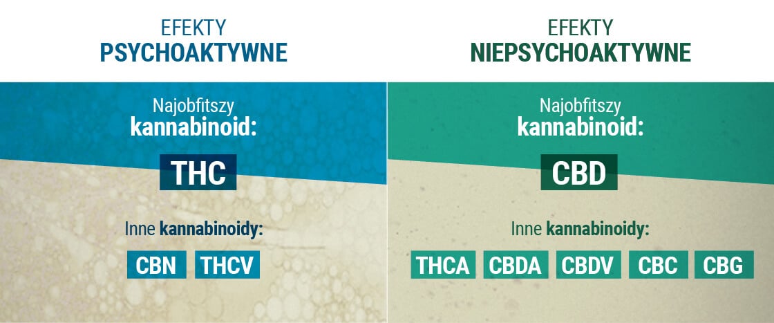 Efekty Psychoaktywne Efekty Niepsychoaktywne Kannabinoid 