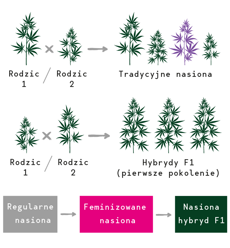 Nasiona konopi hybrydy F1