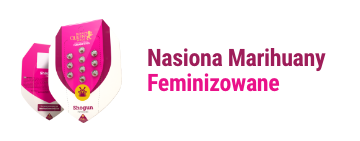 nasiona-marihuany-feminizowane