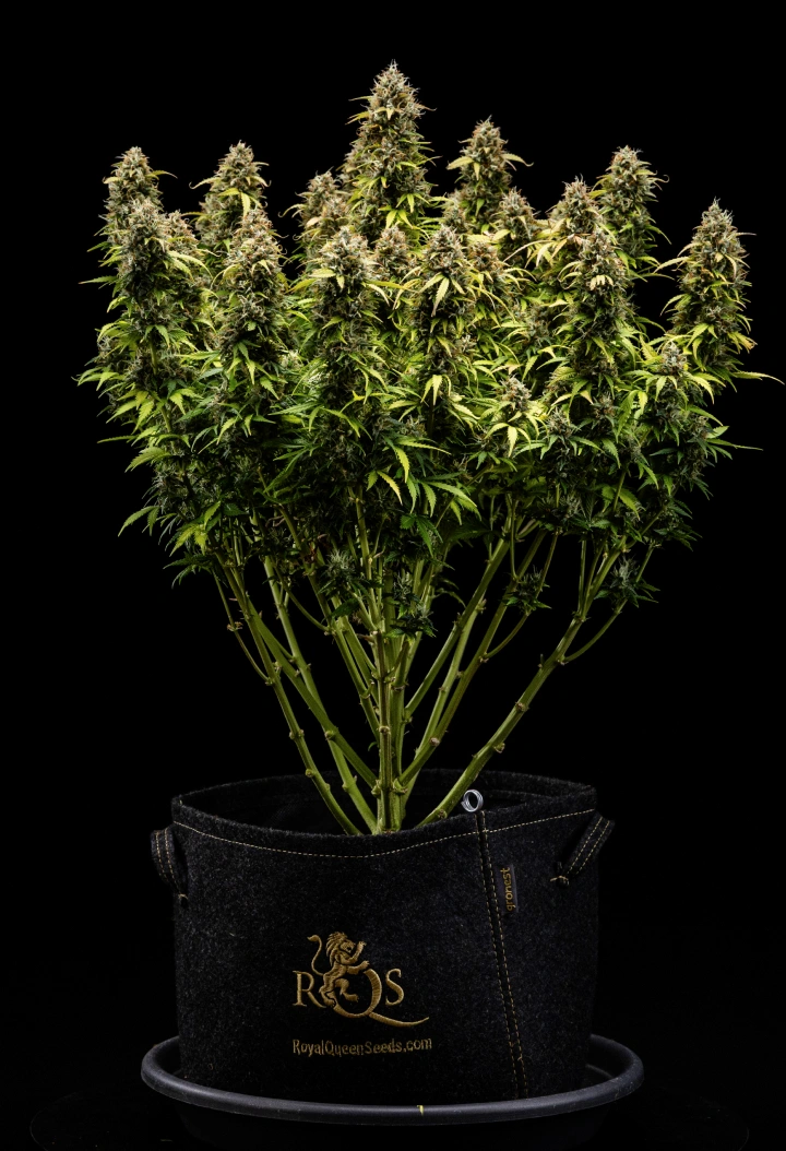 Granddaddy Purple Auto 11. tydzień: gotowa do zbioru Roślina konopi Granddaddy Purple Auto w 11. tygodniu, pokazująca twarde jak skała pąki pokryte trichomami, owocowe dojrzałe szczyty, głęboko żółte jesienne liście i kwiaty gotowe do zbioru.