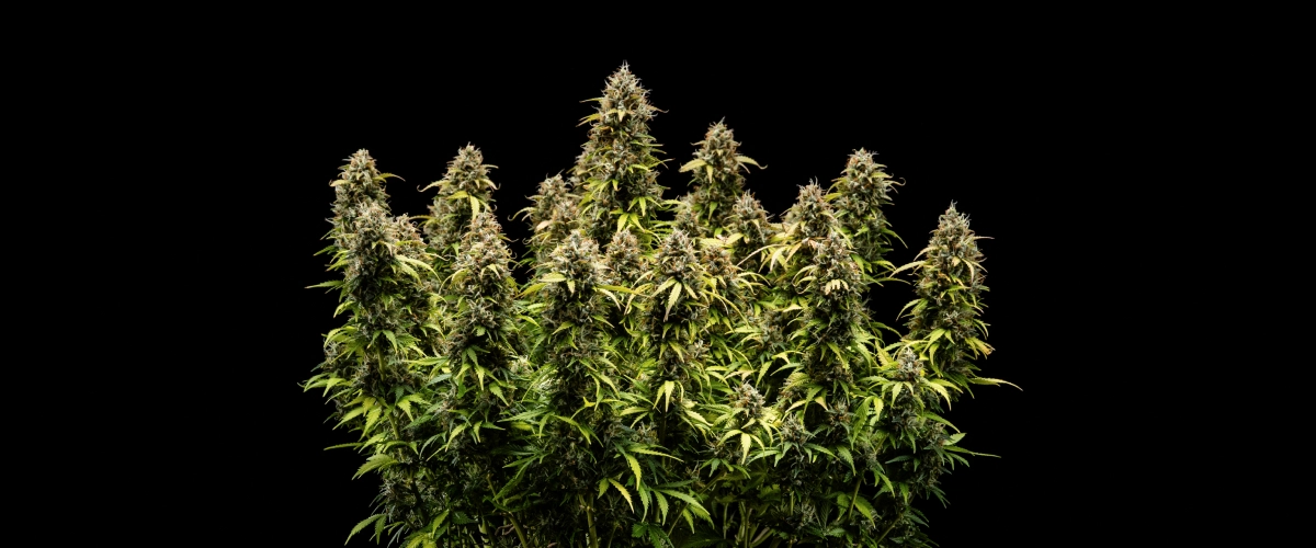 Granddaddy Purple Auto 11. tydzień: gotowa do zbioru Roślina konopi Granddaddy Purple Auto w 11. tygodniu, pokazująca twarde jak skała pąki pokryte trichomami, owocowe dojrzałe szczyty, głęboko żółte jesienne liście i kwiaty gotowe do zbioru.