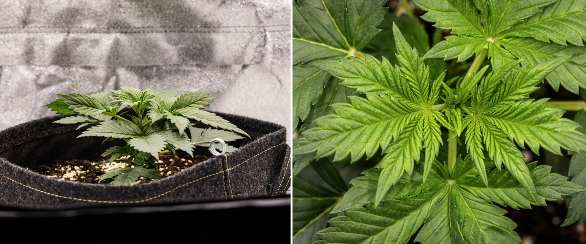 Granddaddy Purple Auto 2. tydzień: wczesny wzrost wegetatywny Roślina konopi Granddaddy Purple Auto w 2. tygodniu, pokazująca silniejszy wczesny wzrost wegetatywny, nowe rozgałęzienia, zdrowe zielone liście i regenerację po nierównym starcie siewki.