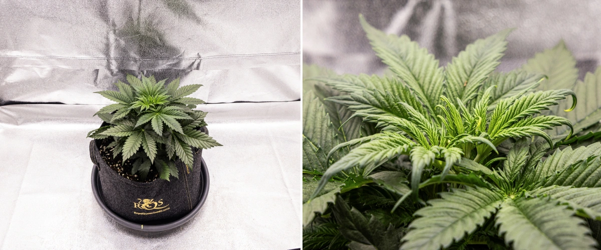 Granddaddy Purple Auto 3. tydzień: wzrost wegetatywny Roślina konopi Granddaddy Purple Auto w 3. tygodniu, pokazująca stabilny wzrost wegetatywny, pełną koronę zdrowych liści wachlarzowych i równą, zwartą strukturę przed rozpoczęciem kwitnienia.